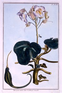 Proboscis Flower